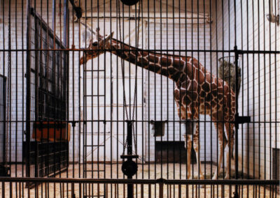 Giraffe, St. Louis, 1987