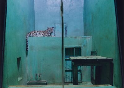 Leopard, Usti, Czechoslovakia, 1992
